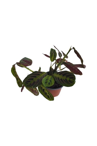 Kalatya Maranta - Calathea Marantha