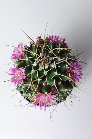 Mammillaria Magnimamma Nadir Kaktüs Özel Tür Nadide Kaktus Tekli