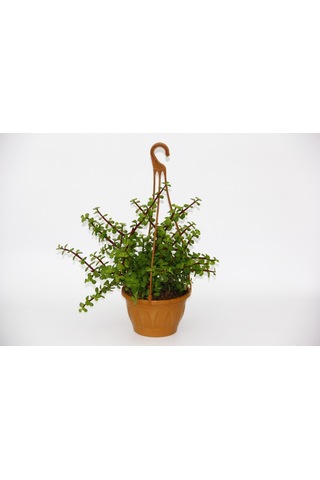 Yeşim Ağacı Crassula Portulacaria Askılı Saksı