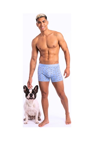 Carnaval Socks French Bulldog Köpek Desenli Erkek Boxer Pamuklu Likralı Parlak Lastikli Kutulu Açık Mavi Çoklu