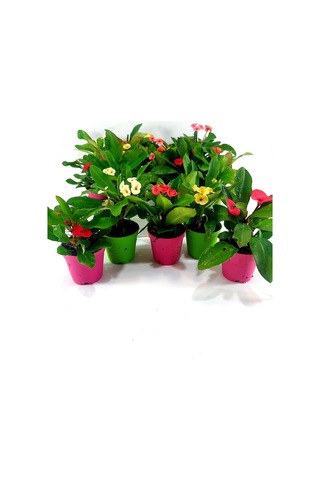 Videolu Milli Dikenler Tacı 3'lü 5 35 Cm Saksılı Kaktüs Euphorbia