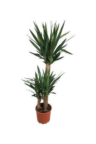 3 Lü Üçlü Yukka Bitkisi 140-150 Cm Uzunluğunda