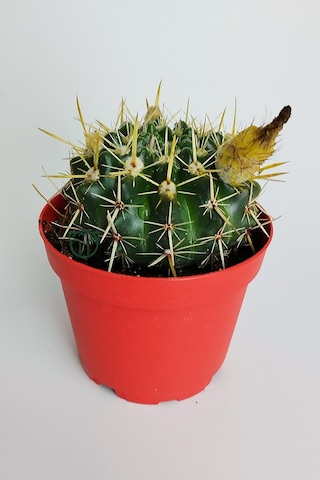 Notocactus Submammulosus Büyük Boy Kaktüs Sarı Çiçek Açan Canlı