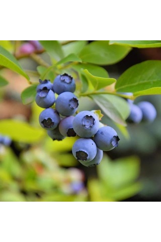 Ayrex Darrow Cinsi Yaban Mersini Blueberry Fidanı, Tüplü