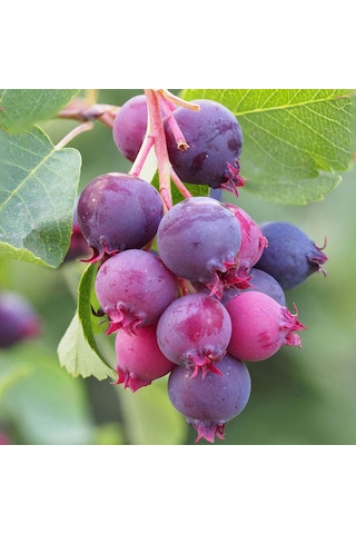 3 Yaş Tüplü Saskatoon Berry Northline 80-100 Cm