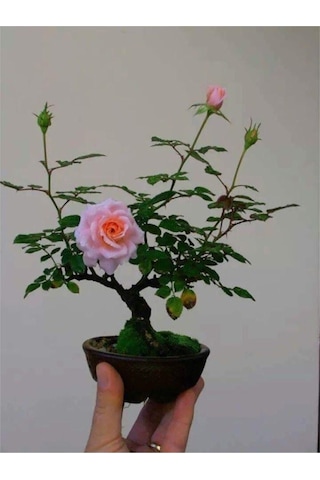Bodur Pembe Gül Bonzai Ağacı Tohumu 5 Adet Tohum