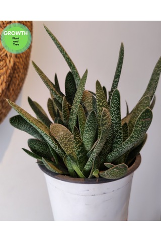 Gasteria Verrucosa Sukulent 1 Adet