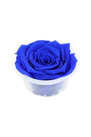 Şoklanmış Solmayan Gül. 5 CM - Lacivert
