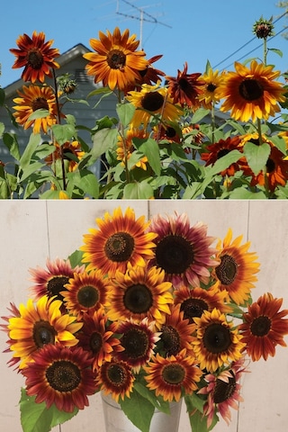 Ayçiçek Tohumu Autumn Beauty Pastel Renkler Helianthus Annuus