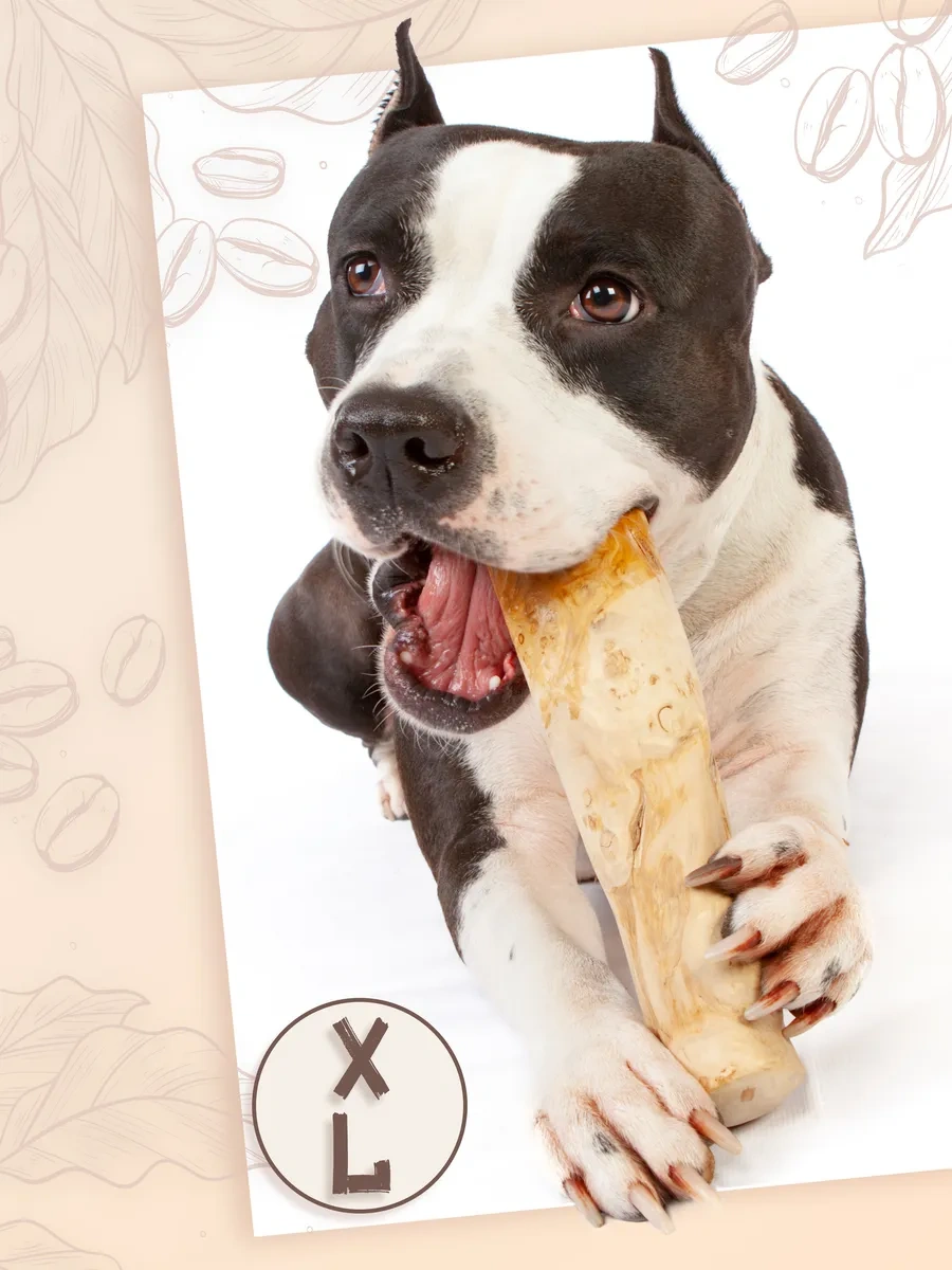 Coffee Wood Kahve Ağacı Çubuğu Xl 103753784