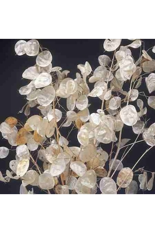 Sedef Çiçeği Tohumu 5 Adet