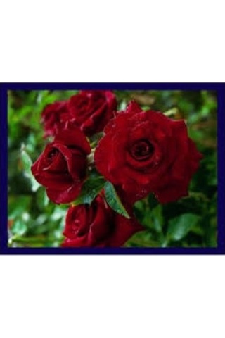 Mihrimah Sultan Gül Fidanı 10-20 Cm