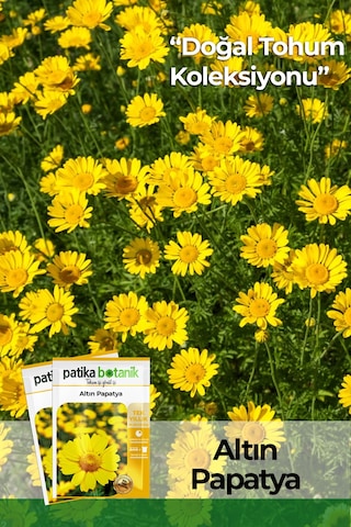 Patika Botanik 100 Adet Altın Papatya Tohumu Anthemis Tinctoria Kelwayii