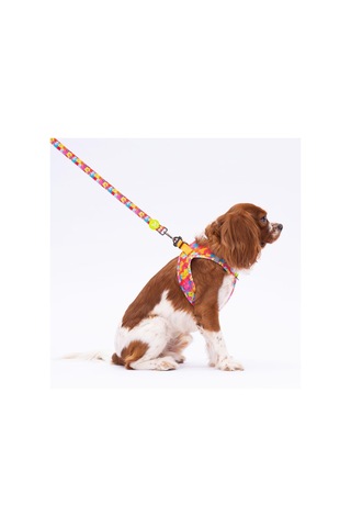 Pawstar Monsters Leash Kedi Köpek Sevk & Gezdirme Kayışı Köpek Uzatma Tasması Çok Renkli