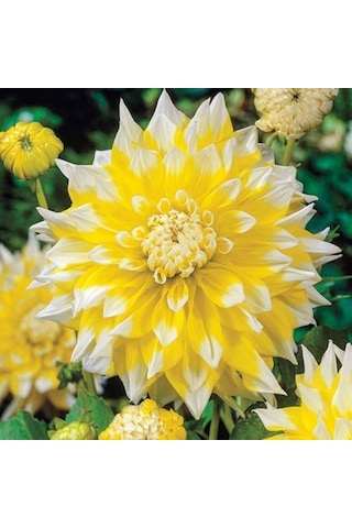 Çok İri Çiçekli GRand Prix Dahlia Yıldız Çiçeği Soğanı Yumrusu 1 Adet