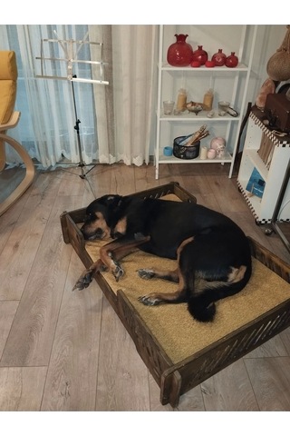 Köpek Yatağı 70 100 Cm Bilboa Rahat Ve Yıkanabilir Minder Yatak Dahil