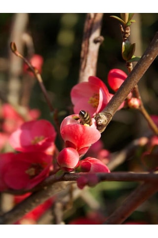 Japon Ayvası Japanese Quince Bol Çiçekli Süs Bitkisi Aşılı Meyve Fidanı