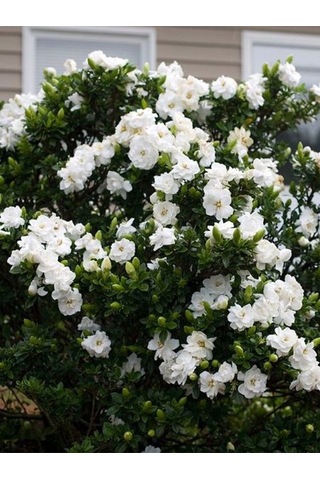 Videolu Kokulu Anne Hediyesi 1 Adet Gardenya Çiçeği Saksılı 30-45cm Gardenia Flower