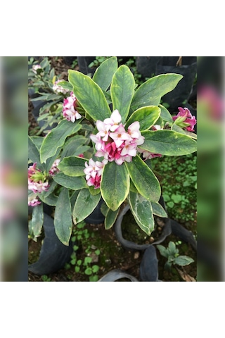 Kafkas Gülü Daphne Kokulu 15 -25 Cm