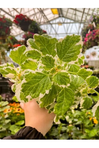 Plectranthus Forsteri Adaçayı Kokulu Bitki Sarkıcı Tür Saksılı 10-20cm