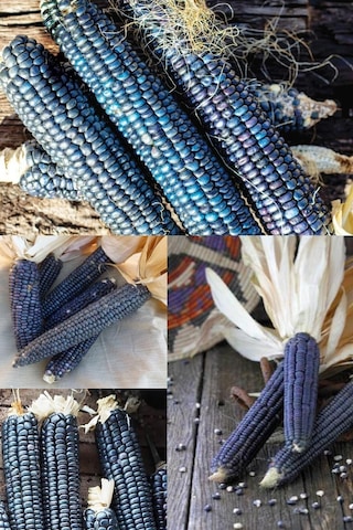 Hopi Blue Mısır Tohumu Atalık Kızılderili Mısırı