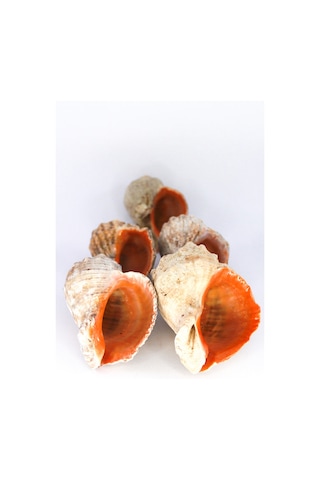 Deniz Kabuğu Gongaz Süs Dekoratif Akvaryum Süsleme 7-8 Cm 5 Adet