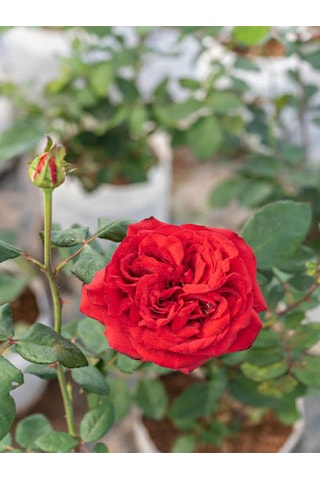 Videolu Yediveren Yoğun Kokulu Ateş Kırmızısı 30 60 Cm 3 Adet Aşılı Gül Kırmızı Red Rose