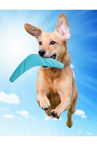 Nunbell Bumerang Frizbi Köpek Oyuncağı 28 CM