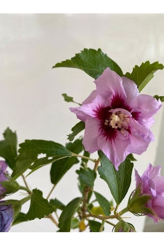 Pembe Renk Hatmi Çiçeği Ağacı 1 Adet Sakıslı/tüplü 40-70cm Dış Mekan Bahçe