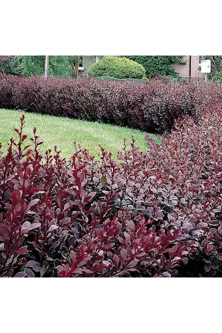 Kadın Tuzluğu Berberis Fidanı 2 Yaşında Tüplü