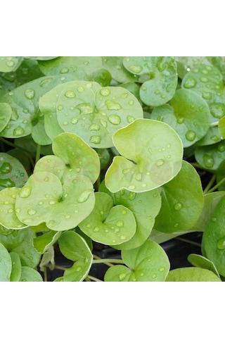 Canlipetshop Dichondra Repens 1 Saksı 30-40 Kök