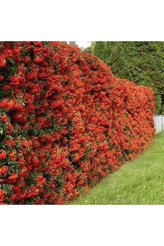 Kırmızı Bodur Ateş Dikeni Fidanı Tüplü