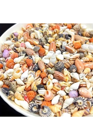 Willowhaven 50/100g Renkli Mini Kabuk Kum Karışımı - 12 Çeşit Dıy Hobi Akvaryum Dekoru