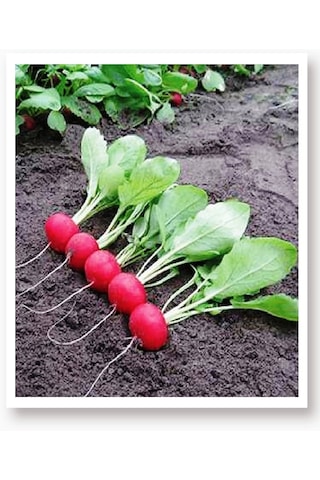 AGRodal Tarım Ata Tohumu Yerli Doğal Fındık Turp 500 Adet Tohum