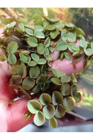 Salvinia Cucullata Canlı Akvryum Bitkisi 1 Porsiyon