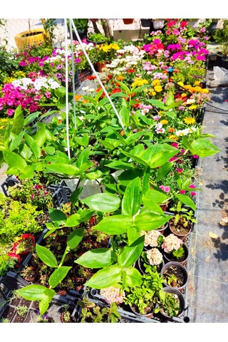 Askılı Saksıda Telgraf Çiçeği Hibiscus Trionum - Yeşil Ve Göze Çarpan Süs Bitkisi