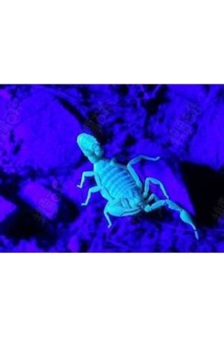 50w Uv Led Ultraviyole Projektör 395nm Mor Işık 10m Fişli Kablo