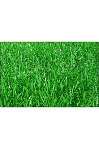 İngiliz Çimi Tek Çeşit 123510 KG Lolium Perenne 10 KG 200 M²