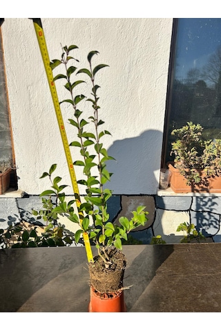 Formlu Ligustrum Kurtbağrı Fidanı - Saksılı, Köklü Canlı Çit Ve Bahçe Bitkisi