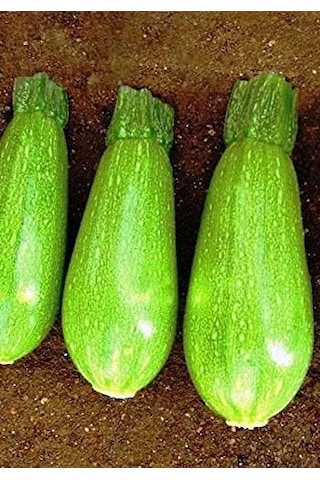 Agrodal Tarım Ata Tohumu Yerli Ampul Kabak Kumsal 20 Adet Tohum