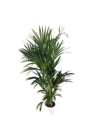 Howea Forsteriana Kentia Palmiyesi İthal 24cm Ø H:180