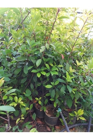 Tüplü Kartopu Fidanı - Viburnum Lucidum Ağacı