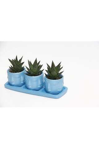 Trio Mavi Adler Sukulent Seti - Haworthia Limifolia