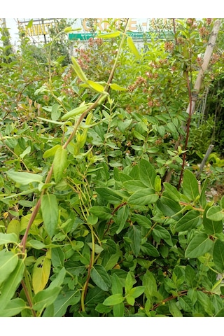 Yeşil Deniz Fidancılık Hanımeli Çiçeği Fidanı 100-150 Cm