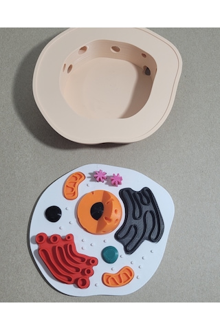 3d Baskı Hücre Modeli Detaylı Hayvan Hücresi Eğitim Seti Biyoloji Proje Ödevi