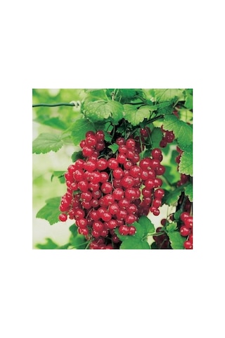 Koyu Kırmızı Frenk Üzümü Fidanı 10-20 Cm