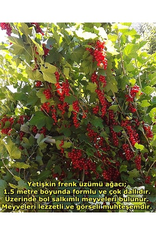3 Yaş Kırmızı Frenk Üzümü Fidanı