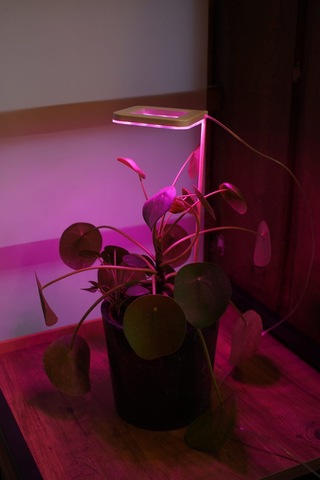 Bitki Led Lamba 5v Usb Tam Spektrumlu Bitki Yetiştirme Lambası 8w Pembe