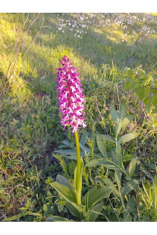 Dogal Salep Fidanı 3 Kg