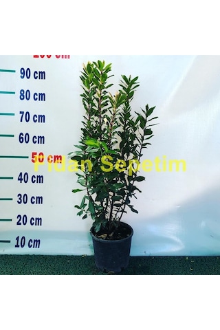 4 Yaş Kocayemiş Dağ Çileği Fidanı